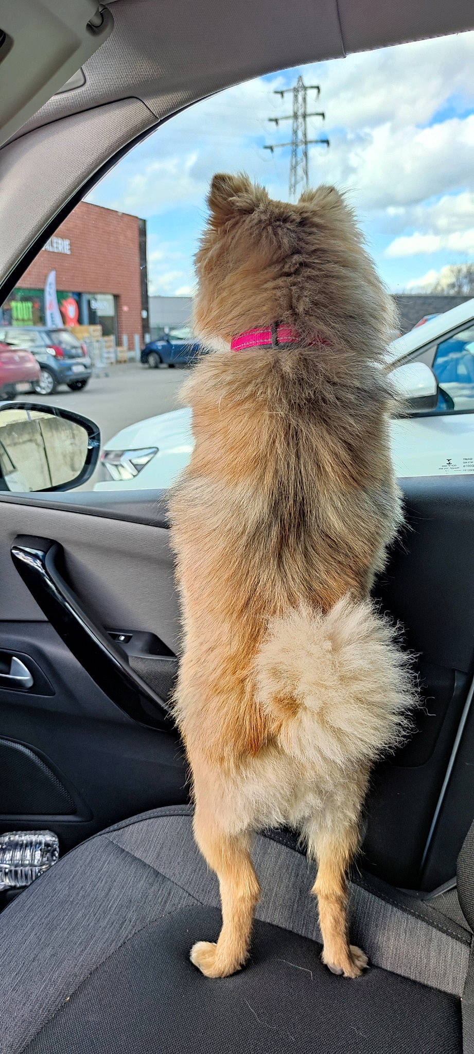 Bella a rejoint le concours — aidez-le/la à gagner de superbes lots ! automotive_exterior, automotive_mirror, car, carnivore, cat, cloud, fawn, felidae, motor_vehicle, personal_luxury_car, sky, small_to_medium_sized_cats, steering_wheel, tail, vehicle, vehicle_door, whiskers, window, windscreen_wiper, windshield