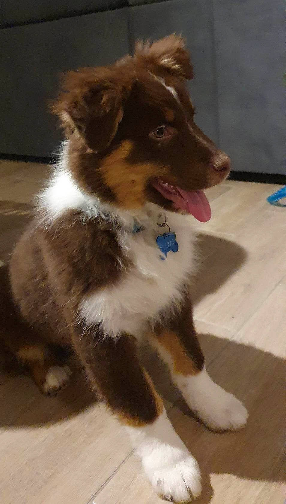 Texas a rejoint le concours — aidez-le/la à gagner de superbes lots ! australian_collie, australian_shepherd, border_collie, carnivore, collie, companion_dog, dog, dog_breed, flooring, fur, herding_dog, miniature_australian_shepherd, scotch_collie, snout, sporting_group, tail, terrestrial_animal, whiskers, working_animal, working_dog