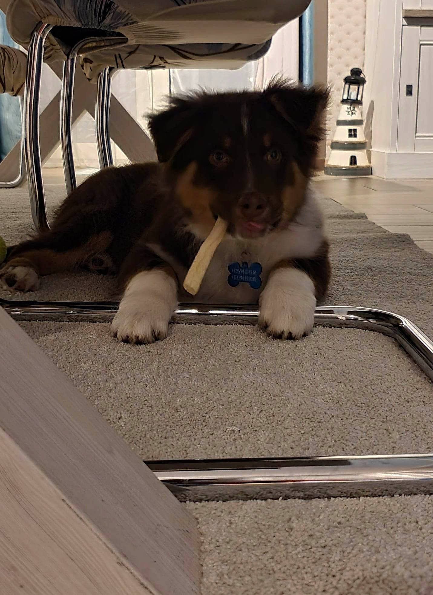 Texas participe au concours pour gagner de l'argent avec cette photo : canidae, carnivore, comfort, companion_dog, dog, dog_breed, door, fawn, felidae, flooring, foot, fur, paw, shadow, sitting, small_to_medium_sized_cats, snout, sporting_group, tail, wood