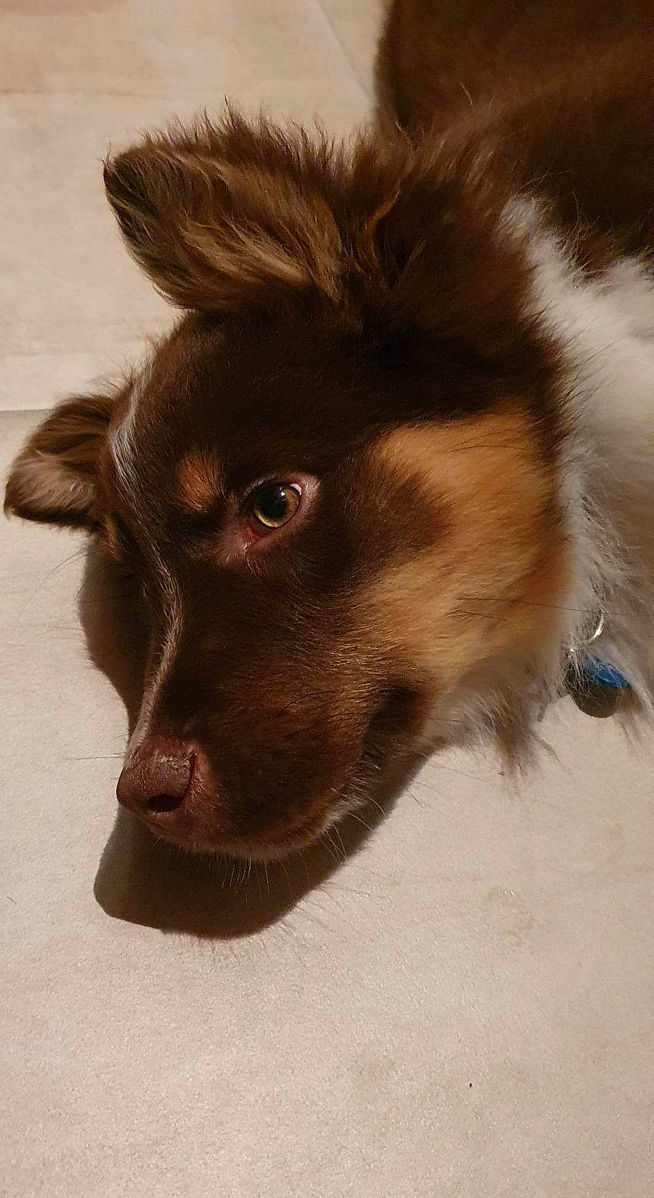 Texas a rejoint le concours — aidez-le/la à gagner de superbes lots ! ancient_dog_breeds, canidae, carnivore, companion_dog, dog, dog_breed, ear, fawn, fur, herding_dog, liver, paw, puppy, snout, sporting_group, whiskers, working_animal, working_dog