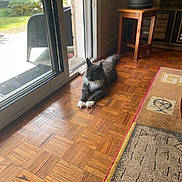 Anakin participe au concours pour gagner de l'argent avec cette photo : cat, gray_cat, white_paws, parquet_floor, sliding_glass_door, sunlight, indoor, wooden_table, plant_pot, rug, geometric_pattern, cozy, relaxed, pet, animal, home_interior, daylight, window, furniture, flooring