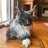 cat, maine_coon, gray_cat, white_paw, long_hair, pet, indoor, wooden_floor, window, natural_light, feline, relaxed, tufted_ears, whiskers, animal, domestic_cat, close_up, flooring, fur, houseplant