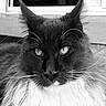 Anakin a rejoint le concours — aidez-le/la à gagner de superbes lots ! cat, maine_coon, black_and_white, portrait, close_up, whiskers, fluffy_fur, animal, pet, feline, face, ears, eyes, long_hair, indoors, window, reflection, nose, mustache, fur