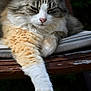 Lolipop participe au concours pour gagner de l'argent avec cette photo : cat, fluffy, paw, cushion, bench, wood, relaxed, sleepy, fur, outdoor, animal, pet, closeup, whiskers, ears, nose, tabby, white, orange, gray