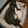 Goose is registered to the contest to win money with this photo: animal, bed, cat, cats, companions, cozy, cream_cat, cute, ears, embrace, feline, fur, gray_cat, indoor, paws, pet_bed, resting, snuggling, whiskers, wooden_floor