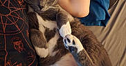 Goose joined the competition — help win amazing prizes! animal, bed, black_shirt, blue_pants, cat, close_up, cozy, cute, fur, gray_cat, human_arm, indoor, lying_down, orange_designs, paw_pads, person, pet, relaxing, whiskers, white_paws