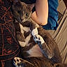 animal, bed, black_shirt, blue_pants, cat, close_up, cozy, cute, fur, gray_cat, human_arm, indoor, lying_down, orange_designs, paw_pads, person, pet, relaxing, whiskers, white_paws