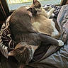 Goose joined the competition — help win amazing prizes! animal, bed, blanket, cat, cats, comfortable, cozy, cuddling, domestic, feline, fur, indoor, nature_view, pet, relaxation, resting, sleeping, sunlight, two_cats, window