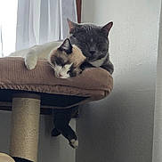 Goose is registered to the contest to win money with this photo: animal, cat, cat_tree, companions, cozy, curtains, cute, domestic, feline, fur, home, indoor, nap, pets, relaxation, resting, sleeping, soft_light, whiskers, window