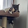 animal, cat, cat_tree, companions, cozy, curtains, cute, domestic, feline, fur, home, indoor, nap, pets, relaxation, resting, sleeping, soft_light, whiskers, window