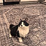 Stormi joined the competition — help win amazing prizes! cat, black_and_white, kitten, indoor, rug, patterned_rug, curious, fur, whiskers, ears, kitchen, cabinet, floor, pet, animal, domestic, feline, looking_up, cute, small