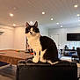 cat, black_and_white, indoor, chair, leather, living_room, pool_table, furniture, curious, pet, animal, home, modern, floor, television, bookshelf, carpet, door, ceiling_lights, cozy