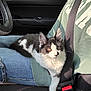 cat, kitten, lap, person, jeans, green_sweatshirt, seatbelt, car_interior, steering_wheel, sunlight, black_and_white_fur, curious, sitting, cozy, pet, animal, feline, casual_clothing, relaxed, indoor