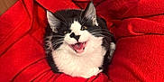 Stormi joined the competition — help win amazing prizes! cat, kitten, black_and_white, pet, animal, feline, cozy, blanket, red, cardboard_box, indoor, cute, fur, whiskers, playful, mouth_open, resting, small, domestic, young