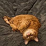 Phoebe joined the competition — help win amazing prizes! cat, orange_tabby, pet, animal, feline, fluffy_blanket, cozy, relaxed, sleepy, cute, fur, whiskers, pink_nose, indoor, resting, paws, curled, soft_texture, domestic_cat, sleep