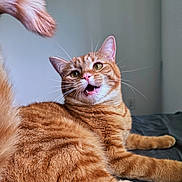 Phoebe is registered to the contest to win money with this photo: animal, bed, cat, close_up, curled_tail, cute, domestic_animal, feline, fur, indoor, looking_back, mammal, open_mouth, orange_tabby, pet, relaxed, resting, soft_light, tail, whiskers