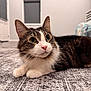 Stink joined the competition — help win amazing prizes! cat, tabby_cat, pet, indoor, floor, rug, whiskers, ears, pink_nose, fur, animal, laying_down, curious, close_up, domestic_cat, home, window, modern, patterned_rug, relaxed