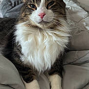 Stink joined the competition — help win amazing prizes! cat, fluffy, white_chest, pink_nose, bed, blanket, relaxed, indoor, pet, fur, whiskers, tabby, paws, laying, comfort, cute, animal, sleepy, cozy, domestic