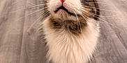 Stink is registered to the contest to win money with this photo: cat, fluffy, curious, indoor, pet, feline, whiskers, floor, wooden_floor, looking_up, cute, domestic_animal, mammal, close_up, tabby, white_paws, long_hair, animal, eyes, nose