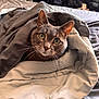 Gracie is registered to the contest to win money with this photo: cat, gray_cat, blanket, bed, indoor, cozy, pet, fur, whiskers, curious_eyes, comfort, resting, cute, domestic_animal, animal_face, feline, home, soft_texture, warm, relaxation