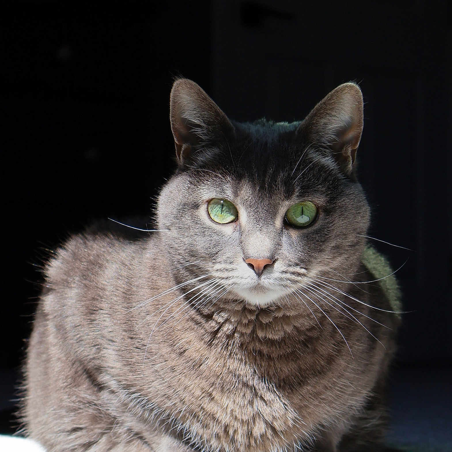 Gracie