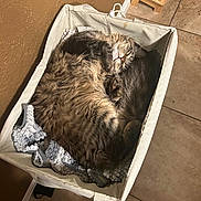 Gizmo joined the competition — help win amazing prizes! animal, basket, blanket, cat, cozy, cute, domestic_animal, fabric, feline, fluffy, food_bowl, foot, indoor, pet, resting, sleepy, tabby, tiled_floor, wall, wooden_stand