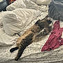 Gizmo is registered to the contest to win money with this photo: animal, bed, blanket, casual, cat, comfort, cozy, fur, furniture, home, indoor, long_hair, pet, pillow, relaxing, resting, sleeping, striped, tabby, textile