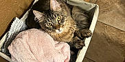 Gizmo joined the competition — help win amazing prizes! animal_eye, animal_paw, bare_feet, basket, brown_wall, cat, cozy, curious, domestic_animal, feeding_station, feline, floor_tile, home, indoor, looking_up, pet, resting, soft_texture, tabby_cat, towel