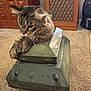 Gizmo is registered to the contest to win money with this photo: animal, bag, cardboard, carpet, cat, cozy, curious, cute, domestic, floor, furniture, home, indoor, pet, playful, relaxed, tabby_cat, tank, toy, wooden_cabinet