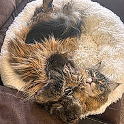 Gizmo is registered to the contest to win money with this photo: cat, fluffy, long_hair, pet_bed, cozy, sleeping, relaxed, indoor, couch, furniture, brown, white, fur, paws, nap, cute, animal, domestic_cat, resting, peaceful