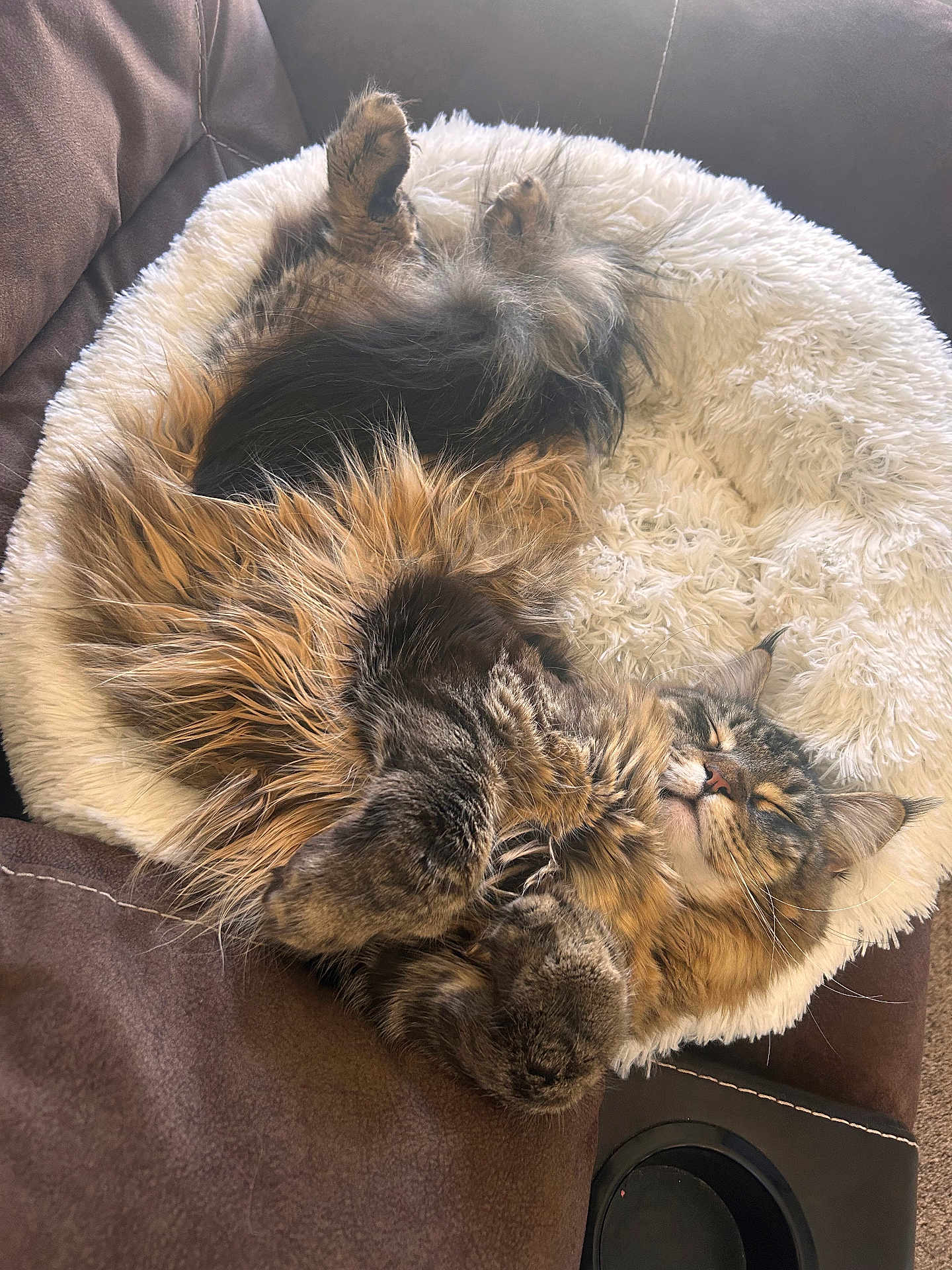 Gizmo is registered to the contest to win money with this photo: cat, fluffy, long_hair, pet_bed, cozy, sleeping, relaxed, indoor, couch, furniture, brown, white, fur, paws, nap, cute, animal, domestic_cat, resting, peaceful