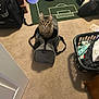 Gizmo joined the competition — help win amazing prizes! animal, bed, bedding, carpet, cat, clothes, cluttered, cozy, curious, duffel_bag, floor, furniture, gray_bag, indoor, laundry_basket, pet, room, rug, skateboard, soccer