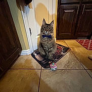 Gizmo joined the competition — help win amazing prizes! bow_tie, cabinet, cat, curious, cute, domestic_animal, door, feline, floor_tile, household, indoor, kitchen, mat, pet, playful, shadow, sitting, tile_floor, toy, wooden_cabinet