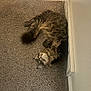 animal, carpet, cat, cozy, cute, domestic, feline, floor, fluffy, fur, home, indoor, laying_down, pet, relaxed, resting, tabby, vent, wall, whiskers