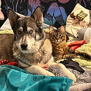 Octavia is registered to the contest to win money with this photo: animal_companions, bed, blanket, cat, colorful, cozy, dog, furry, heterochromia, home, husky, indoor, pattern, pet, portrait, relaxed, resting, tabby_cat, tapestry, textile