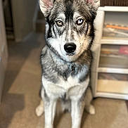 Octavia is registered to the contest to win money with this photo: animal, blue_eye, brown_eye, canine, carpet, collar, dog, domestic, ears, focus, fur, heterochromia, home_interior, indoor, nose, pet, portrait, shelf, sitting, stairs