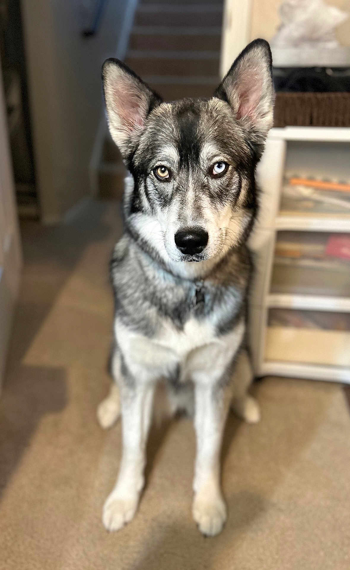Octavia