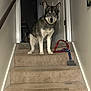 animal, brush, canine, carpet, dog, domestic, door, ears, eyes, fur, home, house, husky, indoor, leash, looking, pet, sitting, stairs, wall