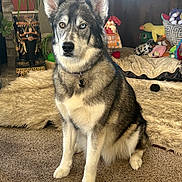Octavia is registered to the contest to win money with this photo: animal, carpet, collar, decor, dog, ears, eyes, fur, furniture, heterochromia, houseplant, husky, indoor, living_room, pet, plant, plush_toys, portrait, sitting, toy