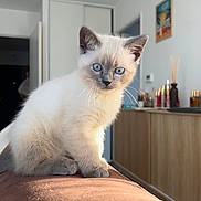 Atchoum a rejoint le concours — aidez-le/la à gagner de superbes lots ! kitten, cat, blue_eyes, fur, pet, indoor, sunlight, furniture, home, cozy, whiskers, cute, animal, mammal, portrait, sitting, young, domestic, soft, feline