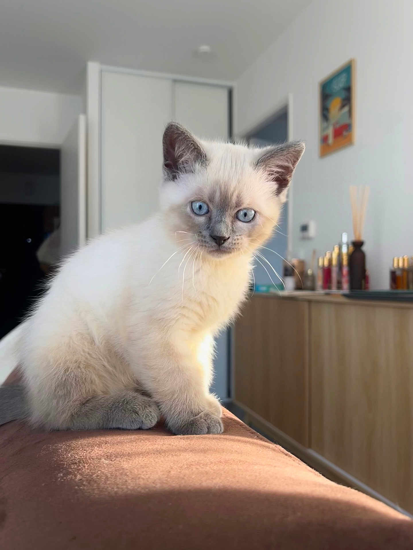 Atchoum a rejoint le concours — aidez-le/la à gagner de superbes lots ! kitten, cat, blue_eyes, fur, pet, indoor, sunlight, furniture, home, cozy, whiskers, cute, animal, mammal, portrait, sitting, young, domestic, soft, feline