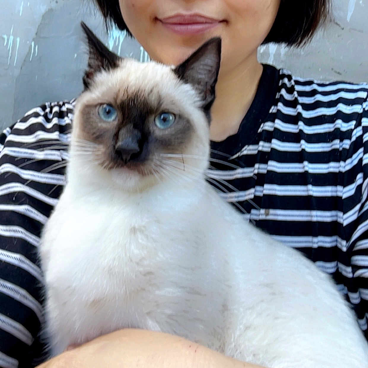 Leo joined the competition — help win amazing prizes! animal, blue_eyes, cat, close_up, cute, domestic_animal, face, feline, friendly, fur, holding, indoor, mammal, person, pet, portrait, siamese_cat, smile, striped_shirt, whiskers