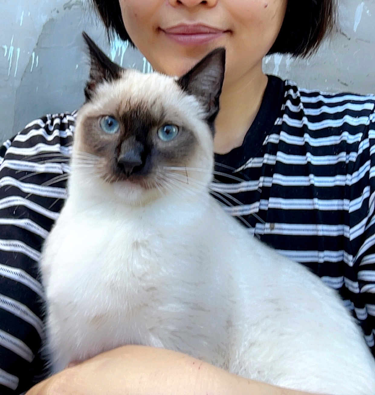 Leo joined the competition — help win amazing prizes! cat, siamese_cat, pet, animal, person, striped_shirt, blue_eyes, face, smile, holding, close_up, indoor, feline, fur, whiskers, cute, domestic_animal, portrait, mammal, friendly