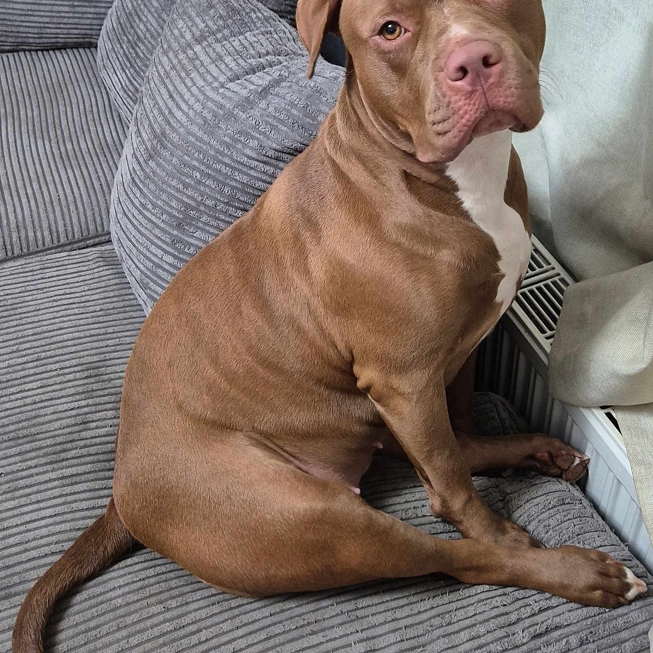 Harla joined the competition — help win amazing prizes! animal, architecture, boxer, bulldog, canine, chair, couch, cushion, dog, frenchbulldog, furniture, hardwood, homedecor, hound, pet, pitbull, pointer, puppy, snout, wood