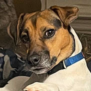 Maggie is registered to the contest to win money with this photo: dog, indoor, couch, blanket, blue_collar, pet, canine, table, wooden, relaxed, looking_at_camera, fur, ears, animal, domestic, home, comfort, brown, white, face