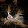 cat, calico, fluffy, closeup, sleepy, whiskers, fur, pet, animal, indoor, cozy, dim_light, face, ears, nose, relaxed, mammal, feline, domestic, portrait