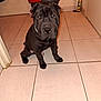 dog, puppy, black_dog, tile_floor, tiled_floor, indoor, bathroom, mop, bucket, door, collar, sitting, looking_at_camera, pet, portrait, clutter, caulk_tube, floor_tiles, short_fur, pet_portrait