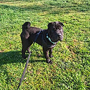 Nemo a rejoint le concours — aidez-le/la à gagner de superbes lots ! animal, black_dog, curious, curled_tail, dog, ears, grass, greenery, ground, harness, leash, looking_at_camera, outdoor, park, pet, puppy, shadow, shrubs, sunlight, walking
