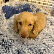 Casper is registered to the contest to win money with this photo: puppy, dog, bed, fluffy, soft, enclosure, blue_pillow, bone_shaped_pillow, pet, cute, young_dog, canine, resting, indoor, furry, animal, cozy, comfort, pet_bed, relaxed