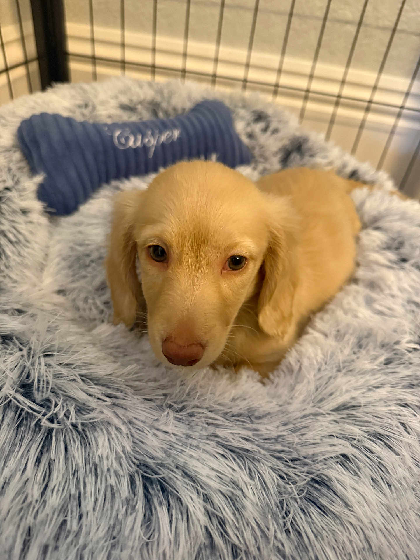 Casper is registered to the contest to win money with this photo: puppy, dog, bed, fluffy, soft, enclosure, blue_pillow, bone_shaped_pillow, pet, cute, young_dog, canine, resting, indoor, furry, animal, cozy, comfort, pet_bed, relaxed